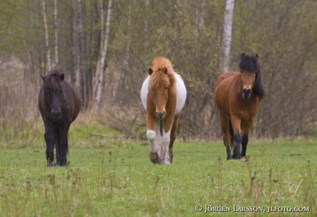 Iceland pony