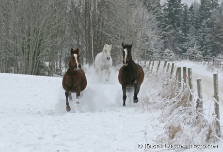 Three horses running in snow winter