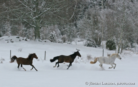 Three horses running in snow winter