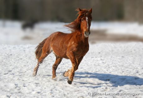 North Swedish Trotter