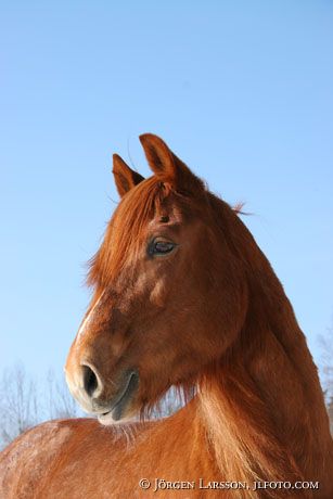 North Swedish Trotter