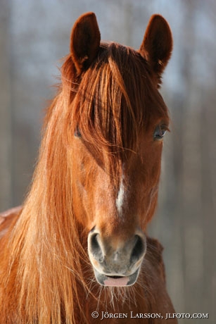 North swedish trotter