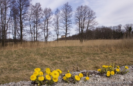 Tussilgo farfara  Horningsholm castle Sweden