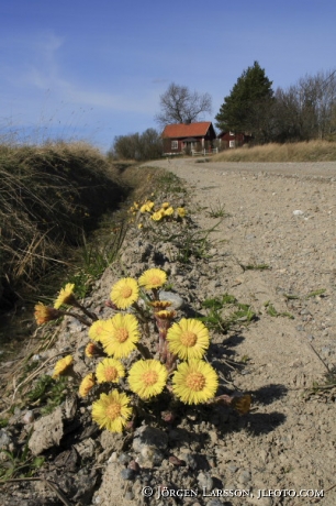 Tussilago farfara