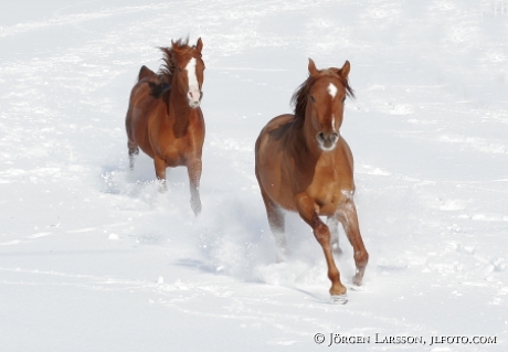 Arababian stallion