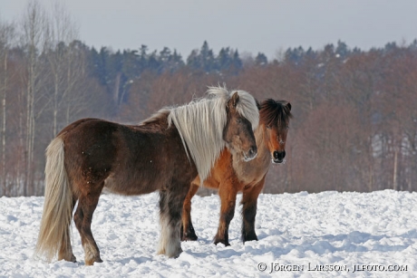 Iceland pony