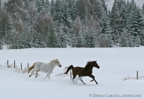 Two horses running in snow