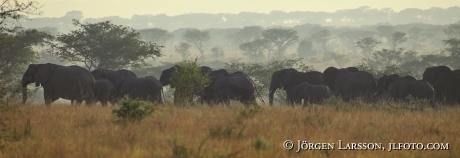 Elefanter Ishasha  Queen Elisabeth nat park UGANDA