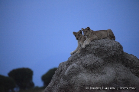 Lejonungar Queen Elisabeth nat park UGANDA