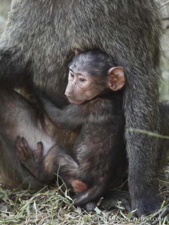 Babian unge Queen Elisabeth nat park UGANDA