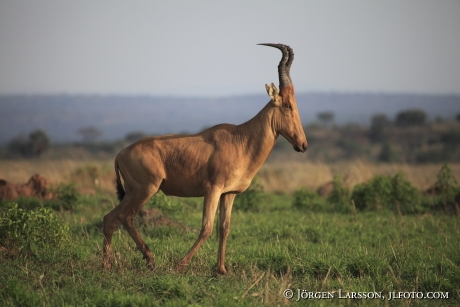 Hartebeest Murchinson nat park UGANDA