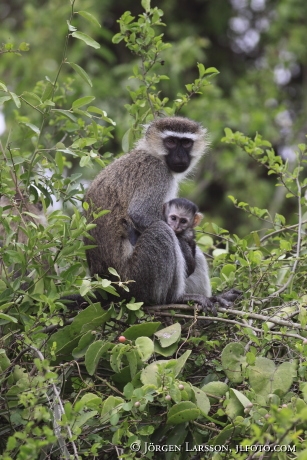 Grön markatta Cercopithecus aethiops Uganda