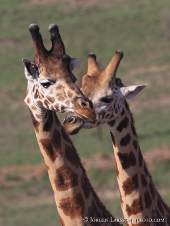 Giraffe Murchinson nat park Uganda