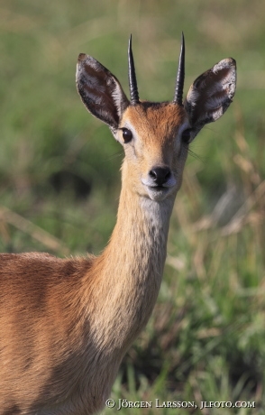 Oribi Murchinson nat park Uganda