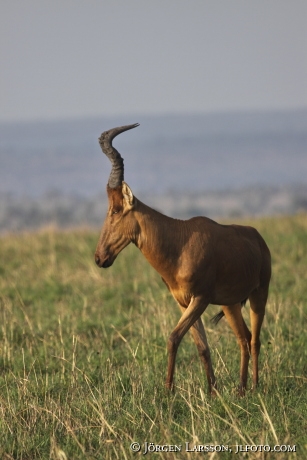 Hartebeest Uganda