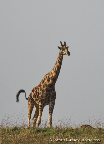 Giraffe Murchinson nat park Uganda