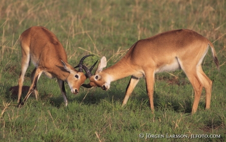 Oribi Murchinson nat park Uganda