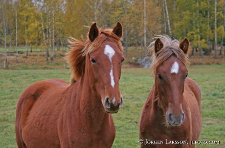 North Swedish Trotter