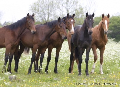 Young horses Gotland Sweden