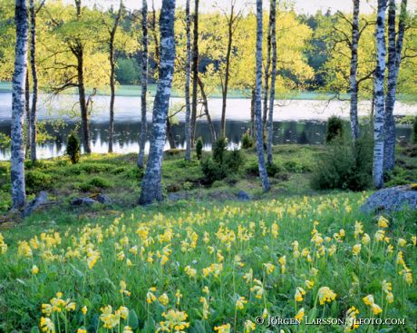 Primula veris Blekinge Sweden