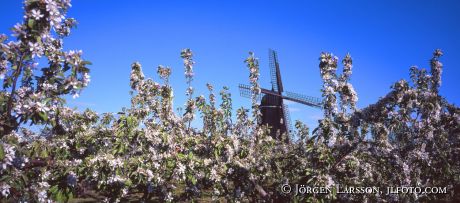 Appletrees Windmill Skane Sweden 6x12 cm