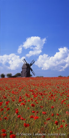 Windmill poppy Gotland 6x12 cm