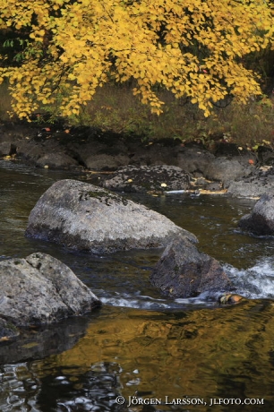 water aspen Dalarna Sweden