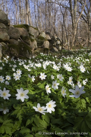 springflowers Vickleby Oland