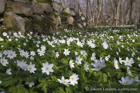 springflowers Vickleby Oland