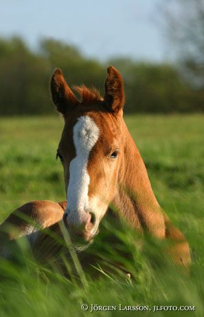 Swedish warmblood