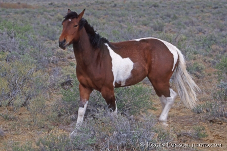 Mustang wild Nevada USA