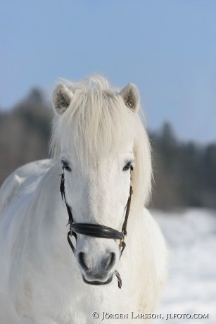 Iceland pony