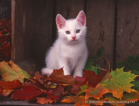 White cat