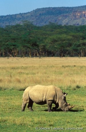 Vit Noshörning Lake Nakuro Kenya