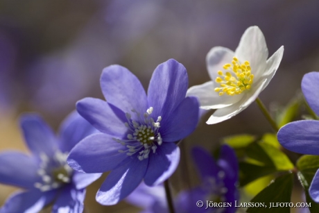 Springflowers