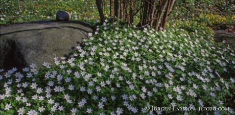 Springflowers Oland Sweden