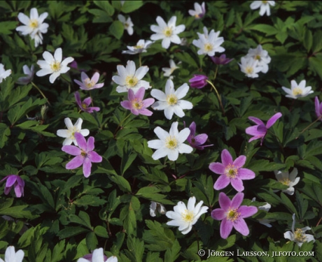 wood anemone