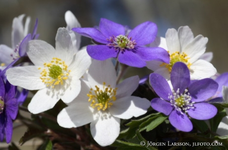 springflowers