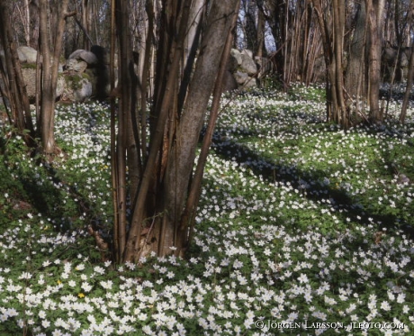 springflowers Vickleby Oland