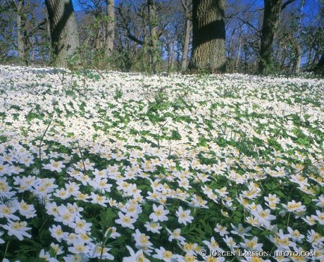 Wood anemone Sweden