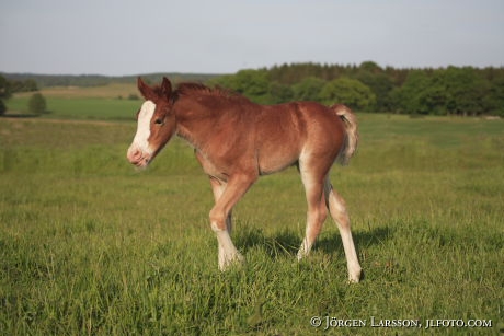 Welshponny Soderasen Skane Sweden