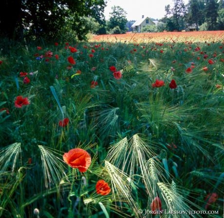 Vallmo, Gotland