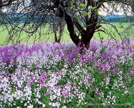 Flox, Dalarna (Dalecarlia)