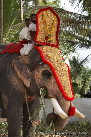 Elefantparad Kerala Indien