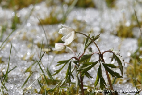 Wood anemone  anemone nemorosa