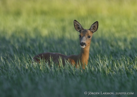 Rådjur Capreolus capreolus