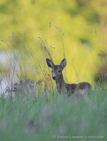 Rådjur Capreolus capreolus