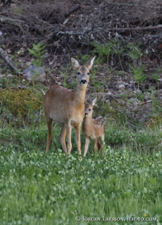 Rådjur Capreolus capreolus