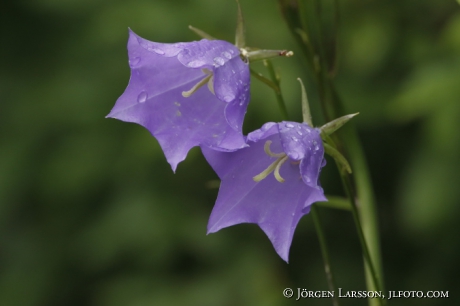 Bluebell Campula rotundifolia