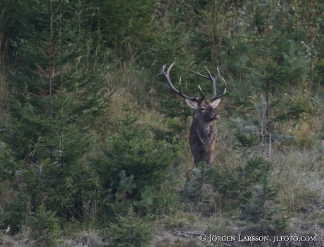 Royal, Cervus elaphus